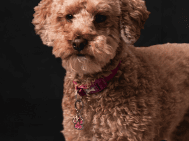 Winnie