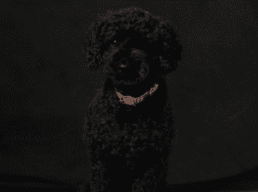 Layla