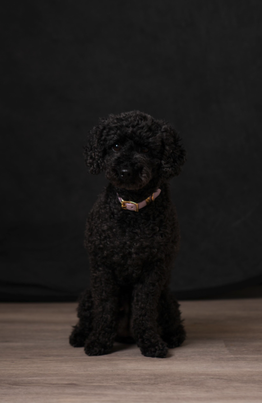 Layla